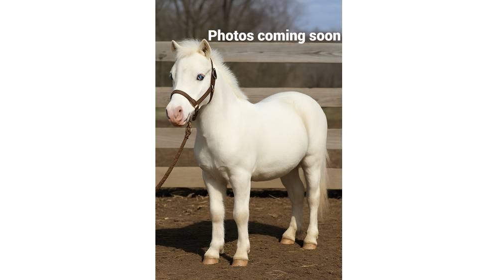 White Pony 40in Melkanlagen