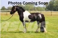  Horse Standardbred Weitere Viehgeräte