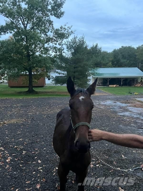  Horse Standardbred Weitere Viehgeräte