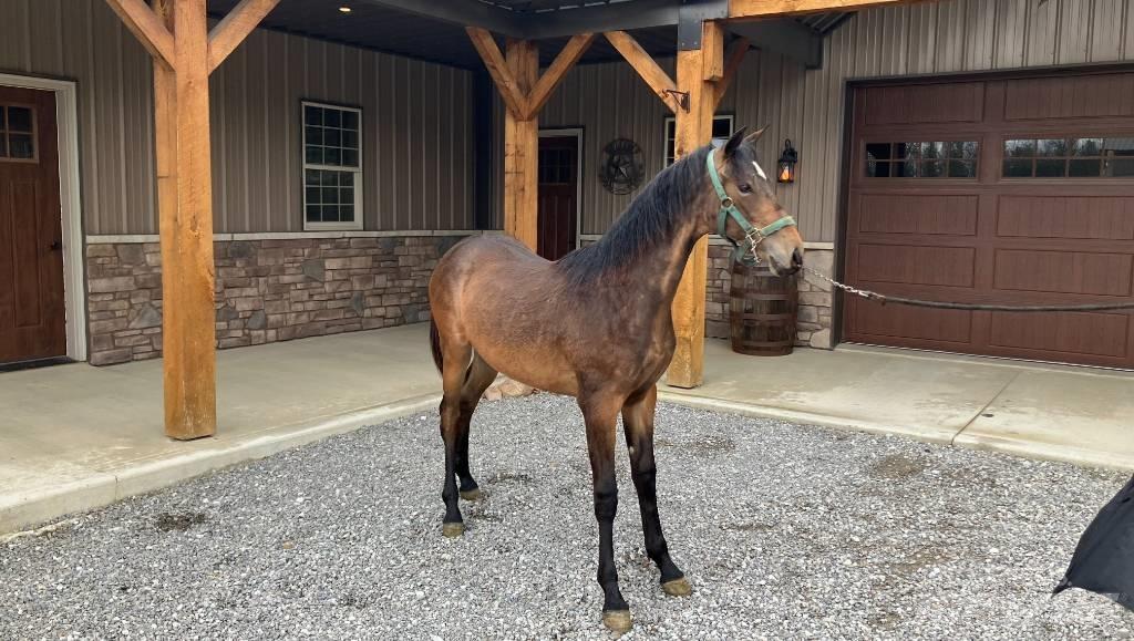 Morgan Filly Sonstiges Traktorzubehör