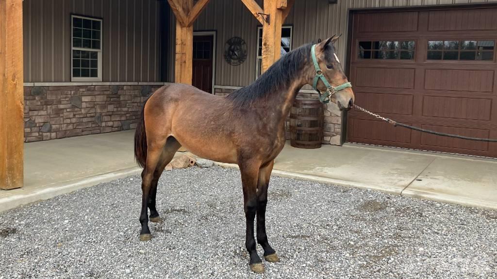 Morgan Filly Sonstiges Traktorzubehör