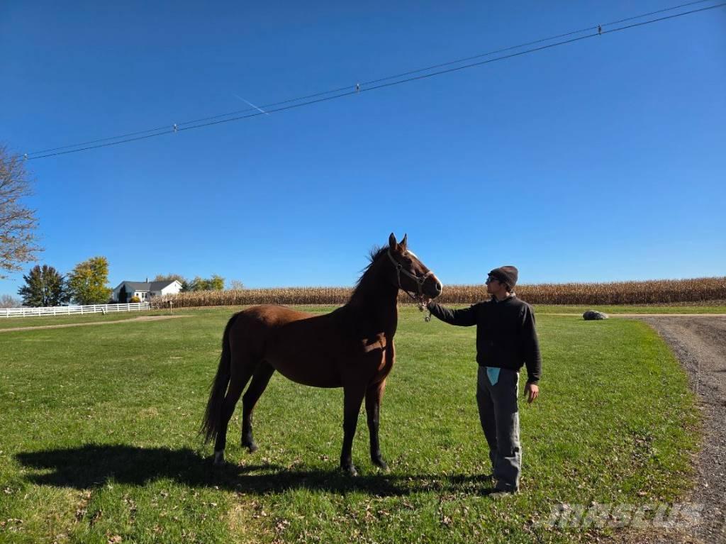  Horse Mare Weitere Viehgeräte