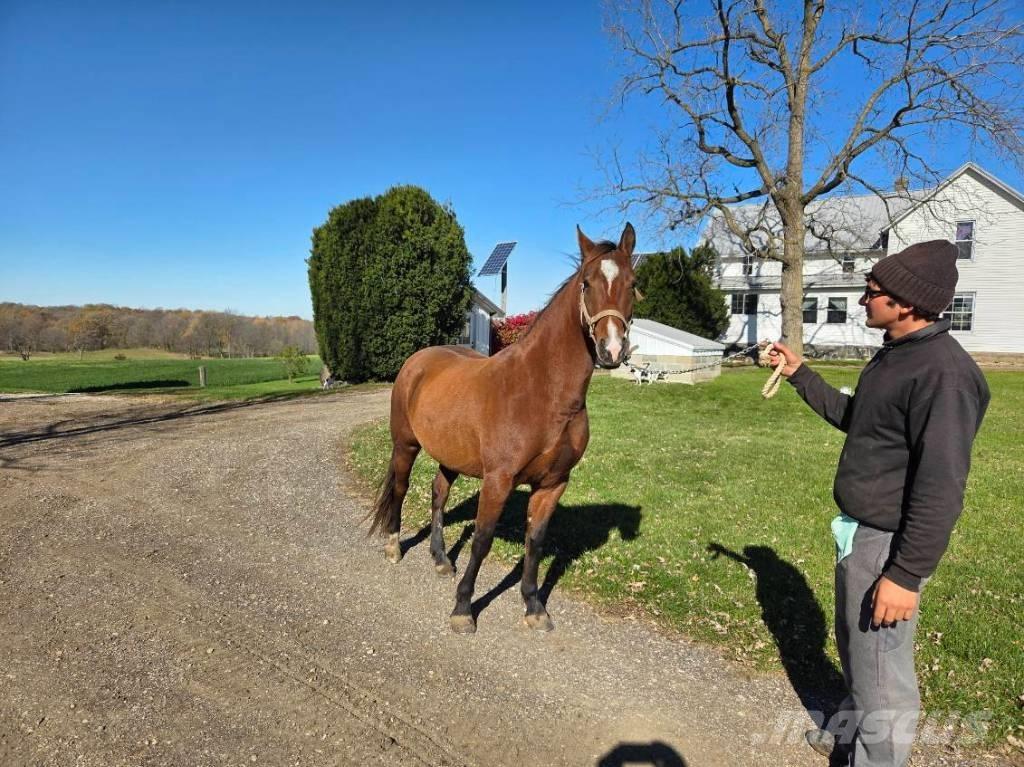  Horse Mare Weitere Viehgeräte