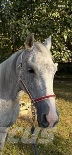  Horse Mare Weitere Viehgeräte