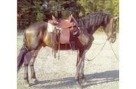  Horse Gelding Weitere Viehgeräte